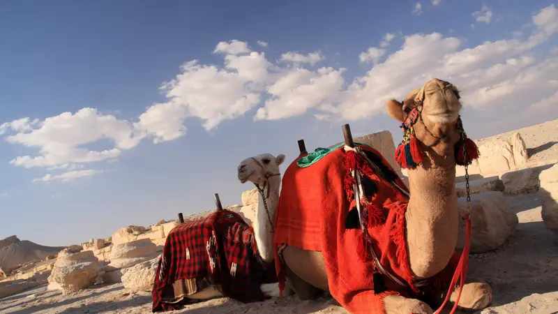 Ala Khutah Hijrah Trail with Umrah – Makkah to Madinah 10D/9N photo 3