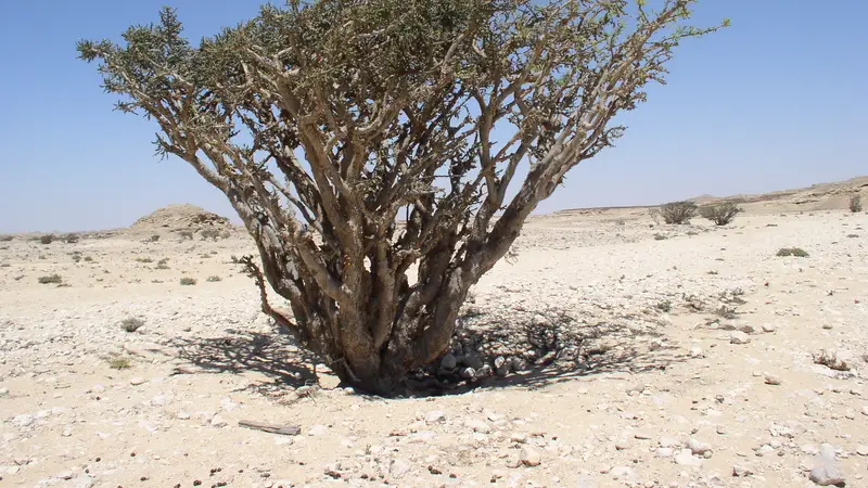 Salalah Winter Sun & Frankincense Coast 4D/3N photo 2