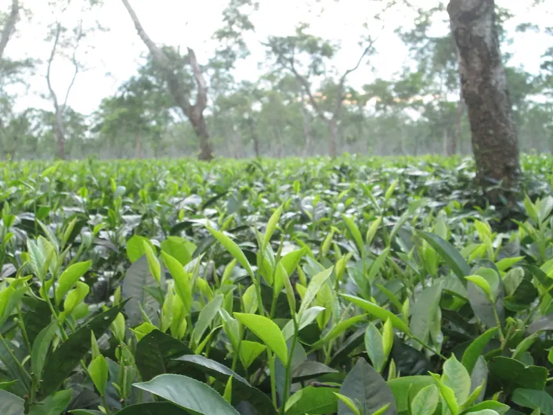 Assam holiday packages
