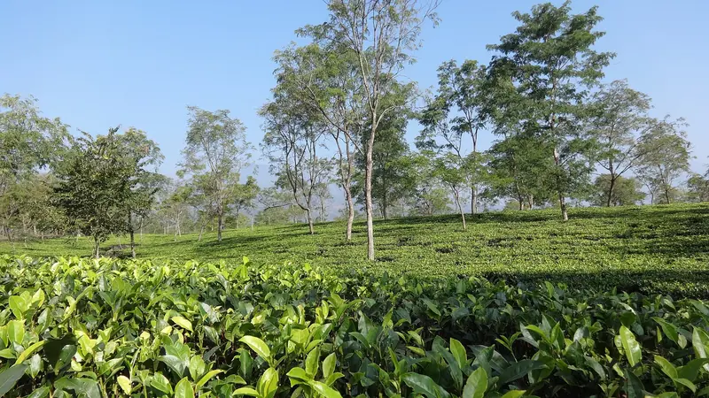 Bagdogra holiday packages