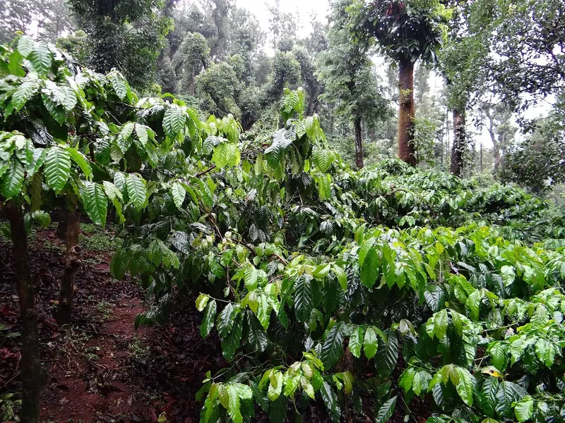 Coorg holiday packages