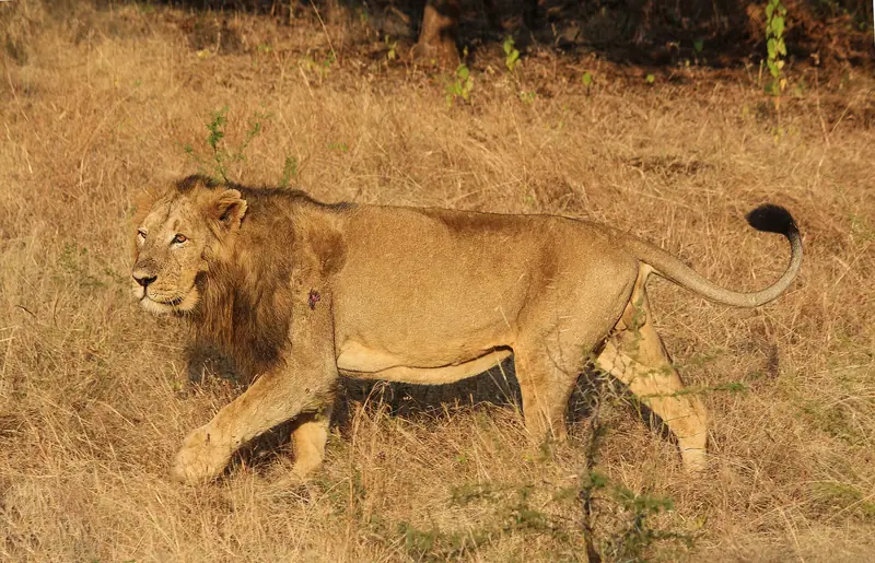 Gir holiday packages
