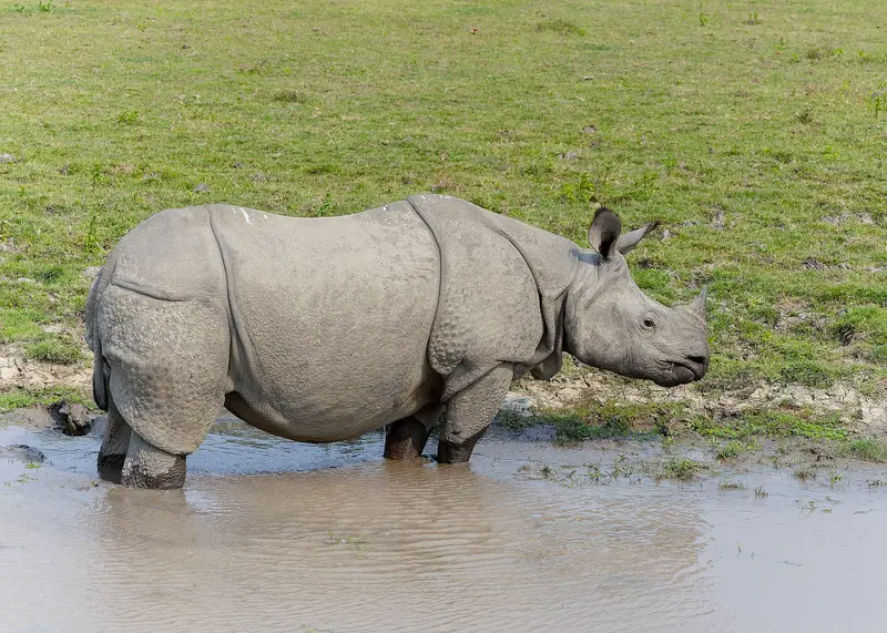 Kaziranga National Park holiday packages