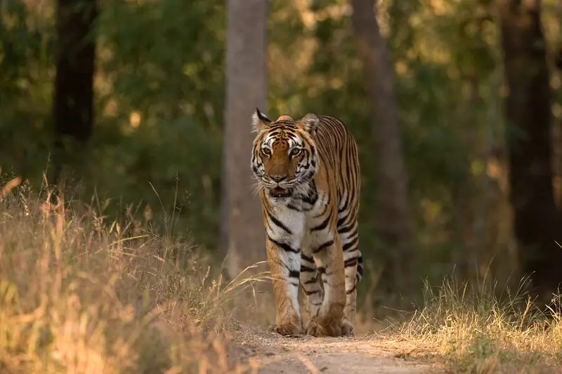 Madhya Pradesh holiday packages