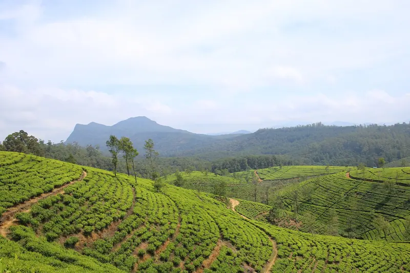 Nuwara Eliya holiday packages