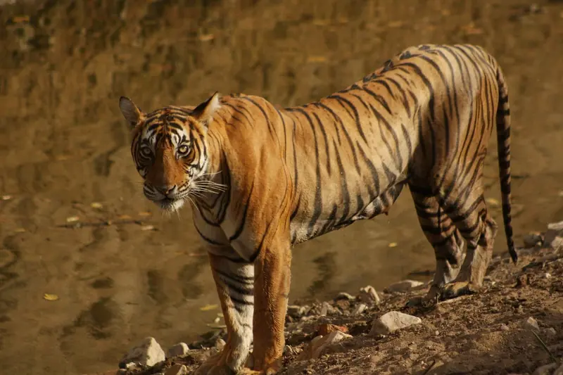 Ranthambore holiday packages