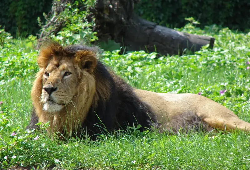 Gujarat Temples & Gir Lions – Dwarka, Somnath & Sasan Gir 6D/5N photo 3