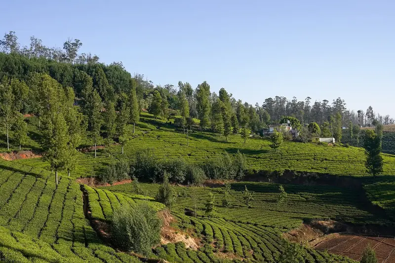 South India Hill Stations – Mysore, Ooty & Kodaikanal 6D/5N photo 3