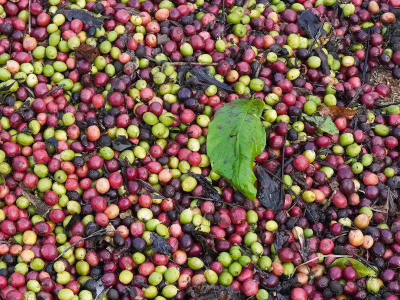 Coffee Country – Coorg, Chikmagalur & Mysore 7D/6N photo 2