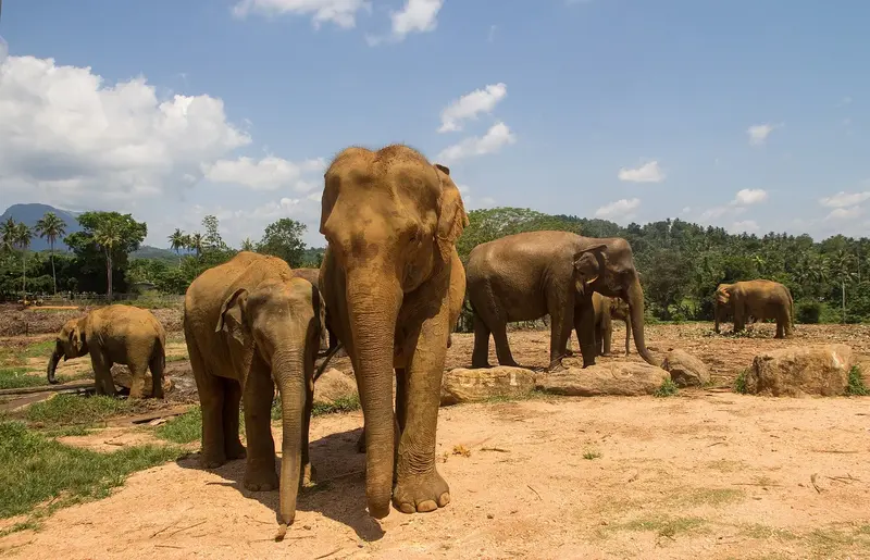 Sri Lanka Heritage & Beaches – Sigiriya, Nuwara Eliya & Bentota 7D/6N photo 2