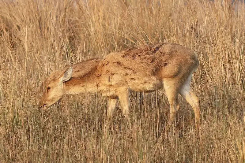 Kanha & Pench Tiger Safari 5D/4N photo 2