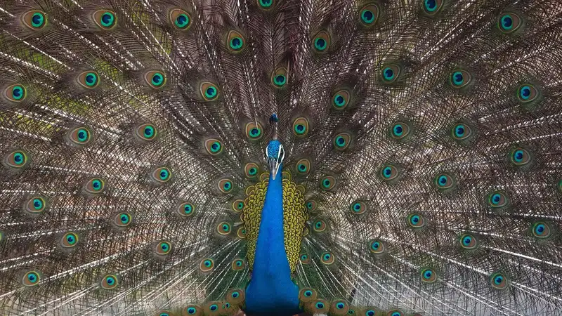 Kanha & Pench Tiger Safari 5D/4N photo 3