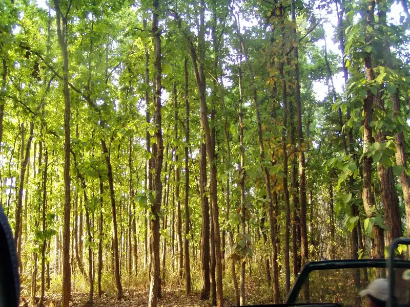 Bandhavgarh & Kanha Tiger Safari 5D/4N photo 2