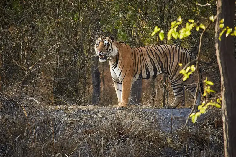 Bandhavgarh & Kanha Tiger Safari 5D/4N photo 3