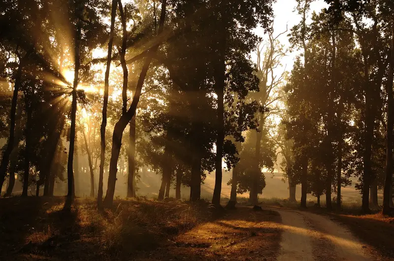 Madhya Pradesh Wildlife Trail – Bandhavgarh, Kanha & Pench 7D/6N photo 3