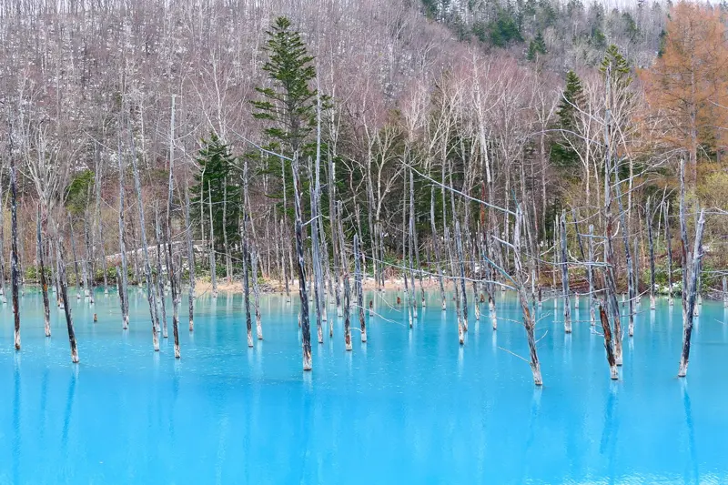 Winter Fun in Japan – Tokyo & Sapporo 7D/6N photo 2