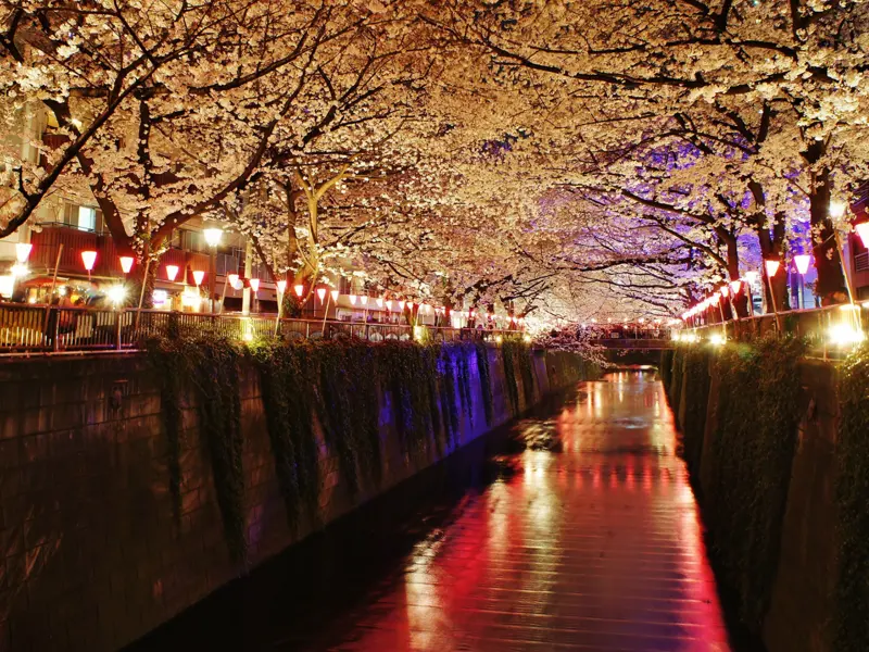 Cherry Blossom Japan – Tokyo, Kyoto & Osaka 7D/6N photo 3