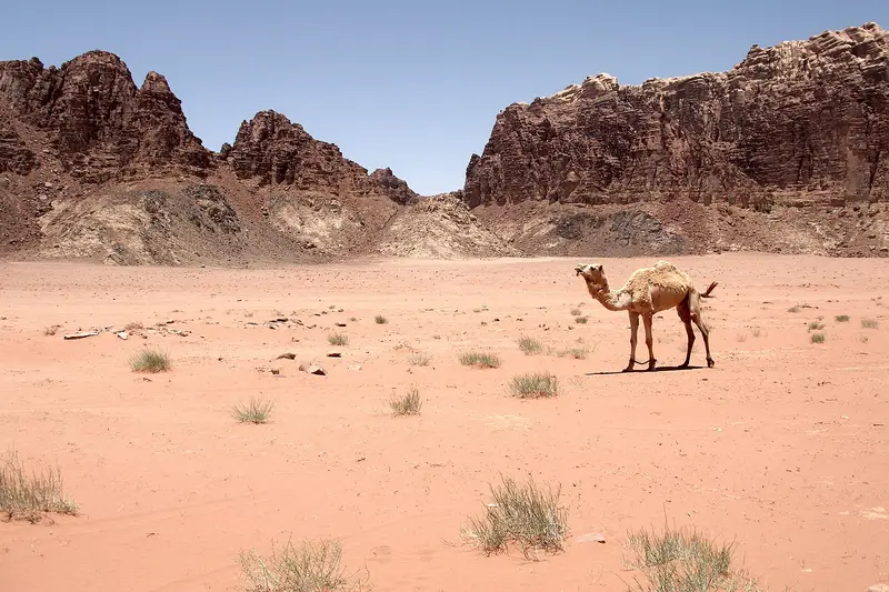 Jordan Desert Nights – Petra, Wadi Rum Camp & Dead Sea 6D/5N photo 5