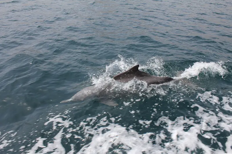Muscat & Dolphin Coast – Oman Getaway 4D/3N photo 2