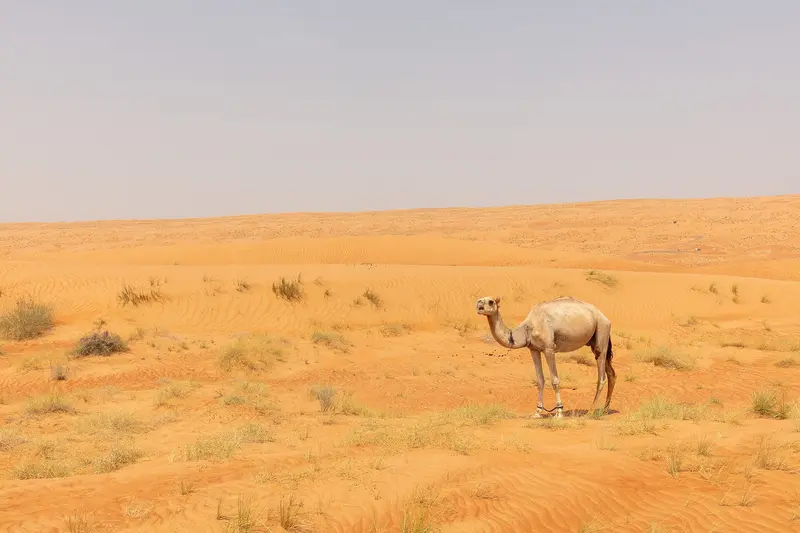Grand Oman Discovery – Muscat, Nizwa, Wadi Shab & Wahiba Sands 7D/6N photo 2