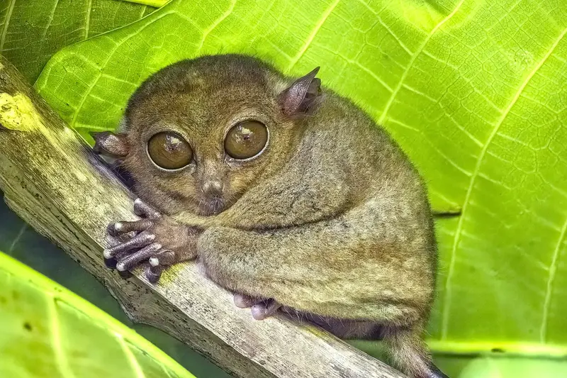 Bohol Bound: Chocolate Hills & Tarsier Trails 3D/2N photo 2