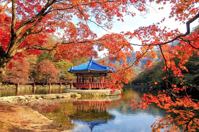 Autumn Colours of South Korea – Seoul & Busan 8D/7N - 8 days holiday package