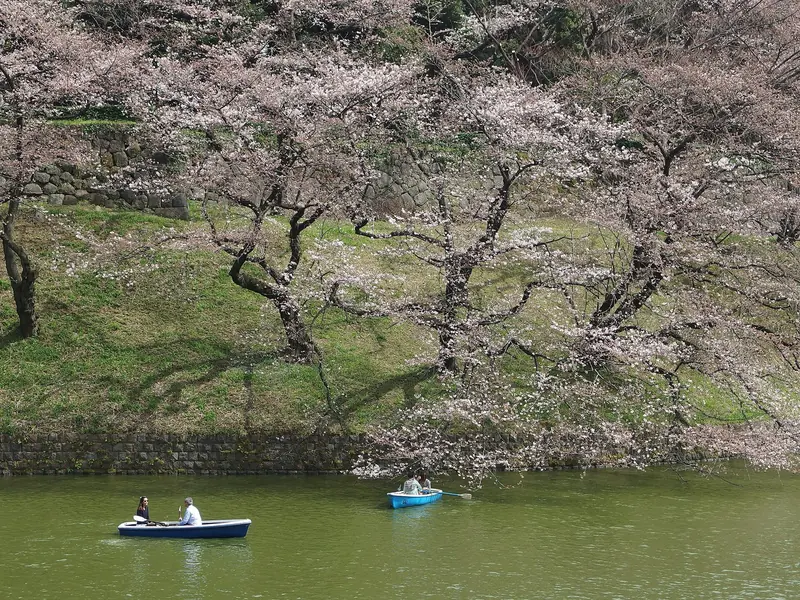 Cherry Blossom in Japan – Premium Fixed Departure 8D/7N - 8 days holiday package