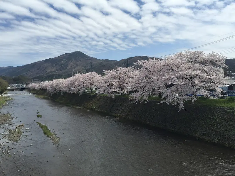 Cherry Blossom Japan – Tokyo, Kyoto & Osaka 7D/6N photo 1