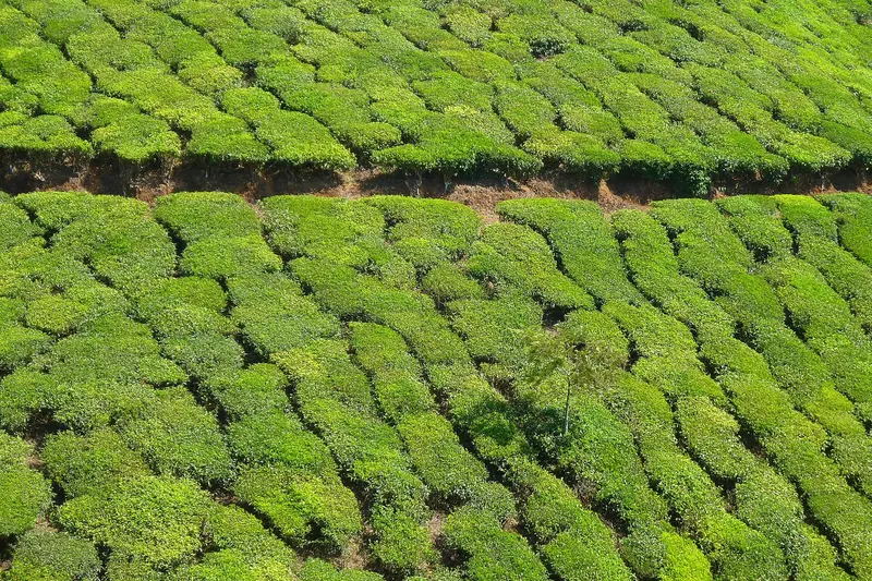 Best of Kerala – Munnar, Thekkady & Kumarakom 6D/5N - 6 days holiday package
