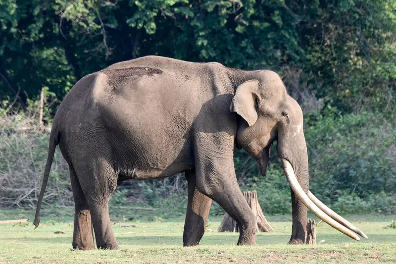 Coorg & Kabini 5D/4N - 5 days holiday package