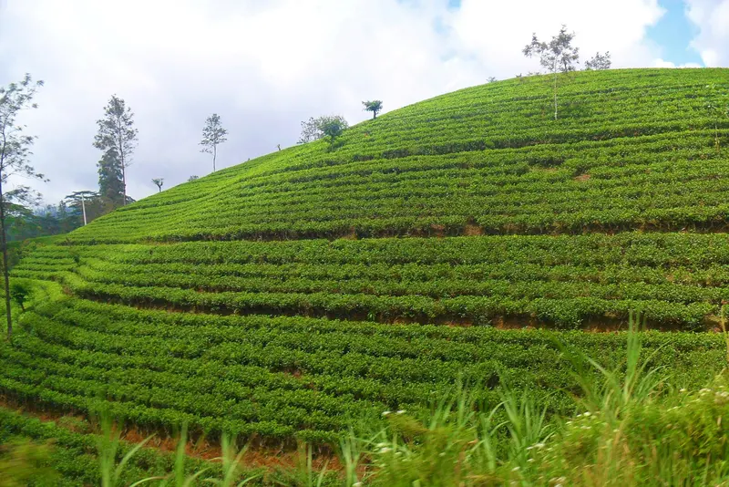Wonders of Sri Lanka – Kandy, Nuwara Eliya, Bentota & Colombo 8D/7N - 8 days holiday package