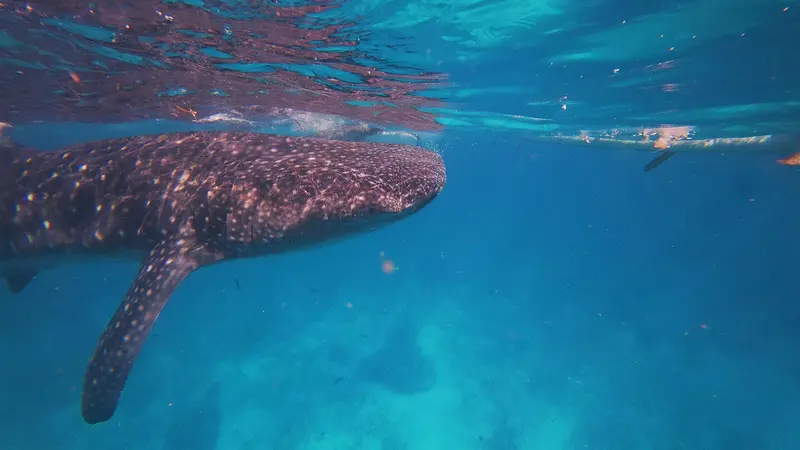 Cebu Wild & Wonder: Whale Sharks & Sunsets 4D/3N - 4 days holiday package