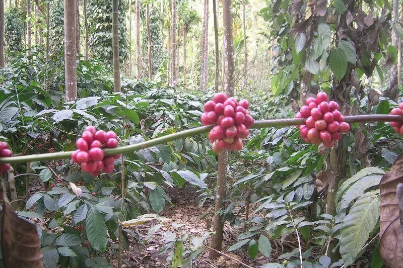 Coffee Country – Coorg, Chikmagalur & Mysore 7D/6N - 7 days holiday package