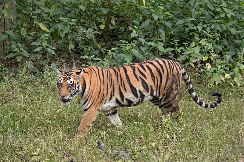 Madhya Pradesh Wildlife Trail – Bandhavgarh, Kanha & Pench 7D/6N photo 1