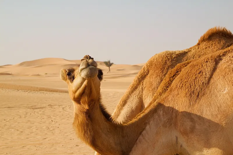 Ras Al Khaimah Jebel Jais Adventure 5D/4N photo 4