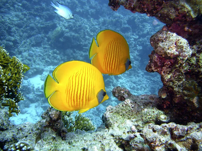 Jeddah Red Sea Coast Break 4D/3N photo 4