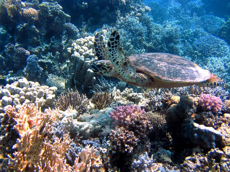 AlUla & Red Sea Grand Luxury 8D/7N photo 3