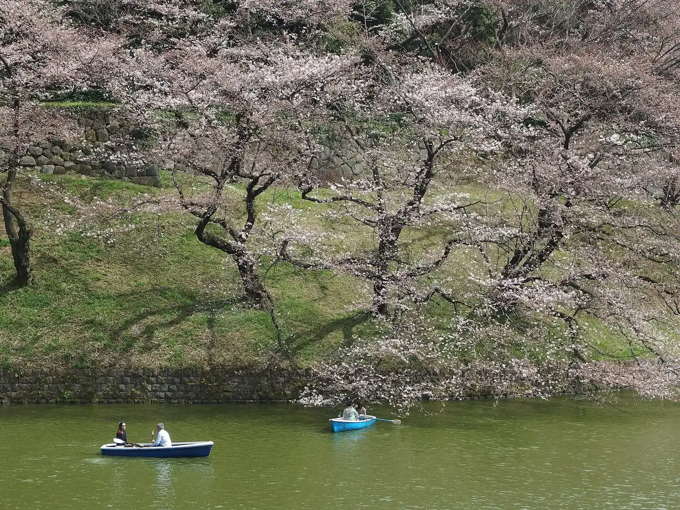 Cherry Blossom in Japan – Premium Fixed Departure 8D/7N - 8 days holiday package