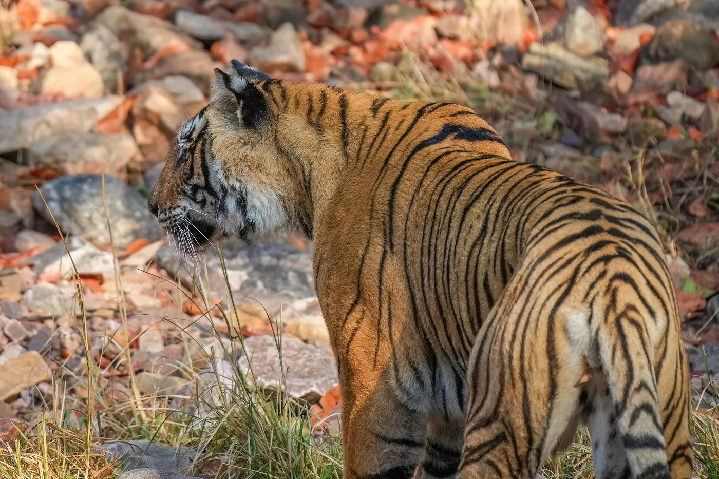 Golden Triangle with Ranthambore Tiger Safari 8D/7N - 8 days holiday package