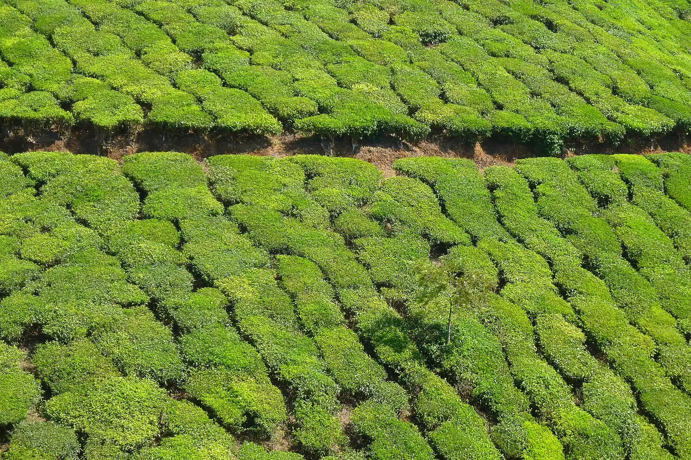 Best of Kerala – Munnar, Thekkady & Kumarakom 6D/5N - 6 days holiday package