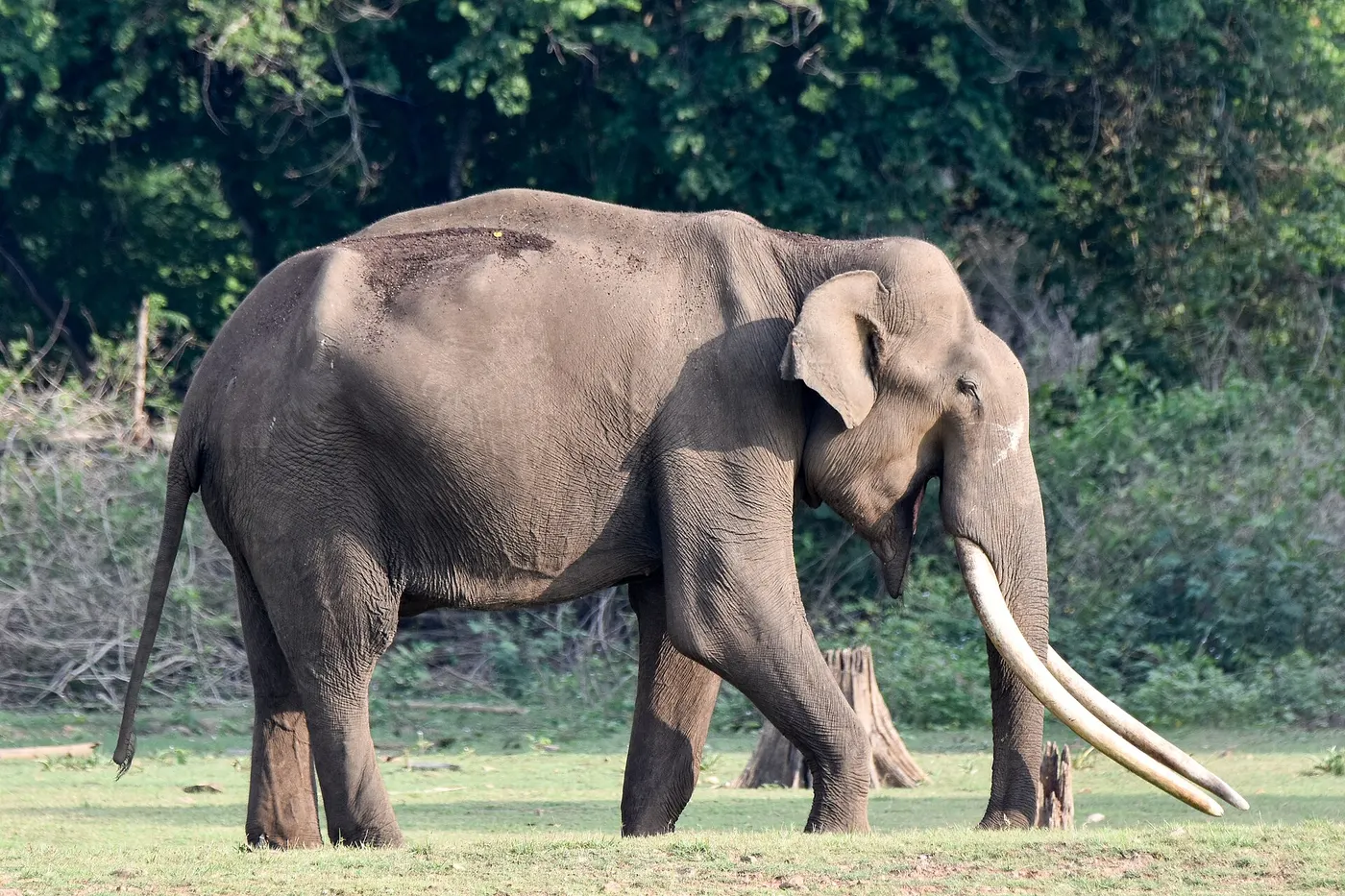 Coorg — A journey beyond ordinary