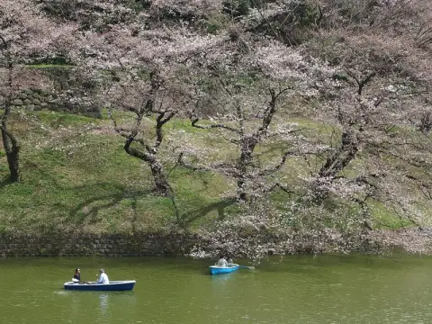 Cherry Blossom in Japan – Premium Fixed Departure 8D/7N — Japan tour package