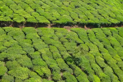 Best of Kerala – Munnar, Thekkady & Kumarakom 6D/5N — Kerala tour package