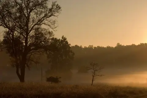 Kanha & Pench Tiger Safari 5D/4N — Madhya Pradesh tour package