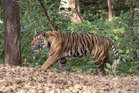 Bandhavgarh & Kanha Tiger Safari 5D/4N — Madhya Pradesh tour package
