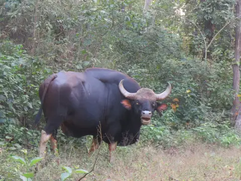 Madhya Pradesh Wildlife Trail – Bandhavgarh, Kanha & Pench 7D/6N — Madhya Pradesh tour package