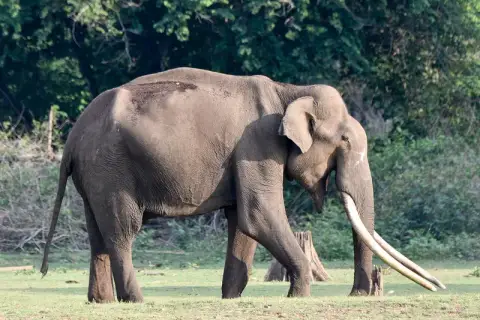 Coorg & Kabini 5D/4N — Karnataka tour package