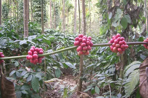 Coffee Country – Coorg, Chikmagalur & Mysore 7D/6N — Karnataka tour package