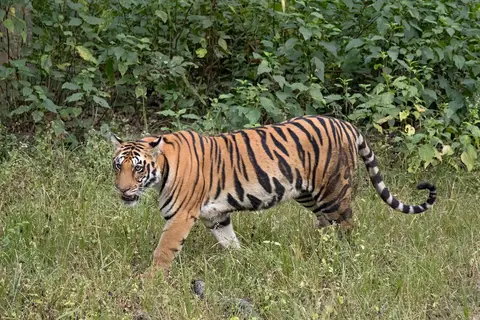 Madhya Pradesh Wildlife Trail – Bandhavgarh, Kanha & Pench 7D/6N — Madhya Pradesh tour package