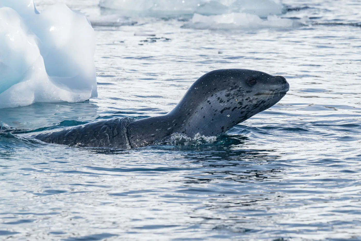 Antarctica expedition